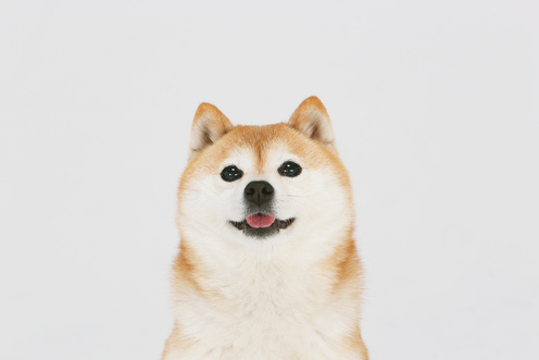 Smiling Shiba Inu Dog Portrait